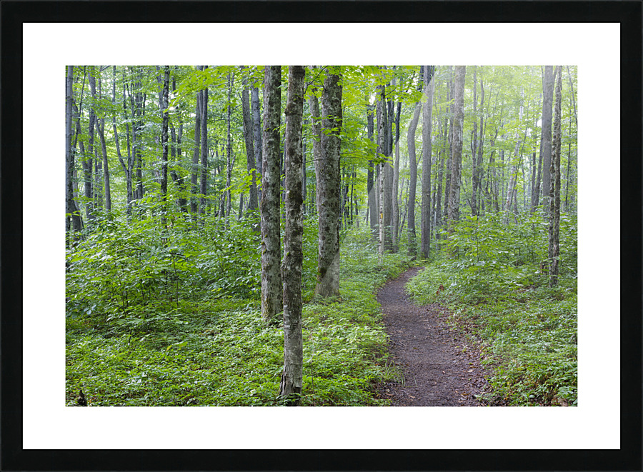 Osseo Trail - White Mountains New Hampshire Picture Frame print