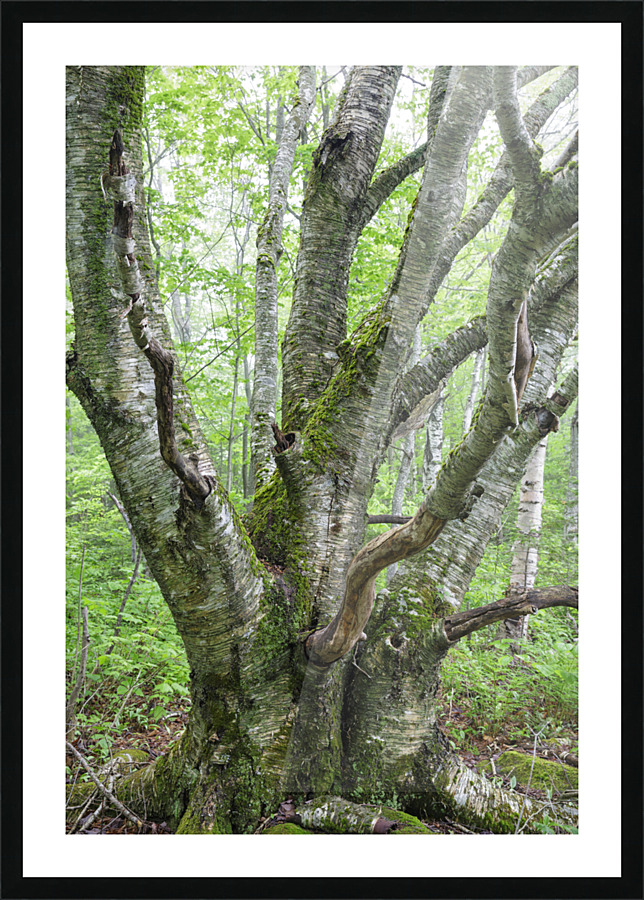 Kinsman Notch - White Mountains New Hampshire Picture Frame print