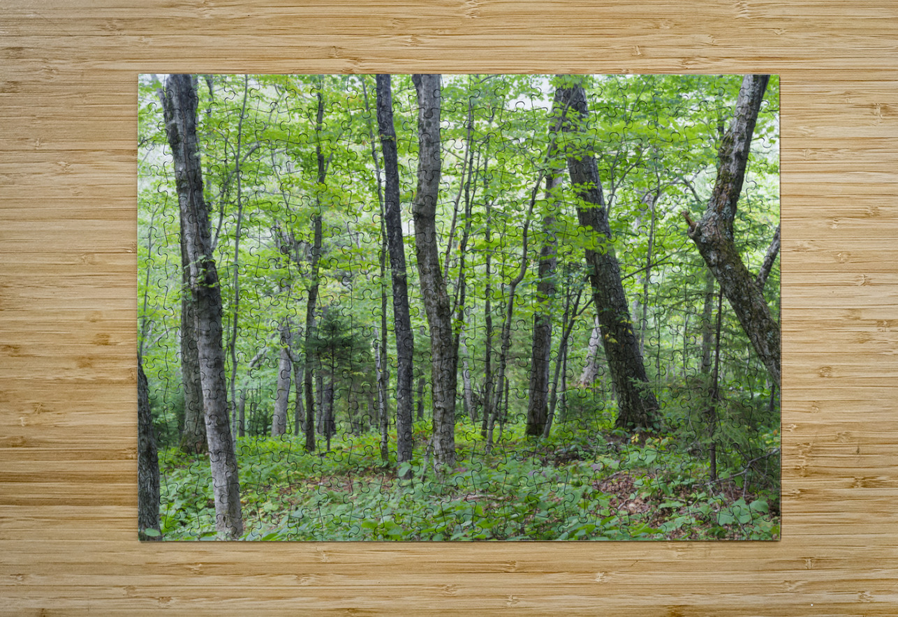 Hardwood Forest - Lafayette Brook Scenic Area New Hampshire ScenicNH Photography Puzzle printing