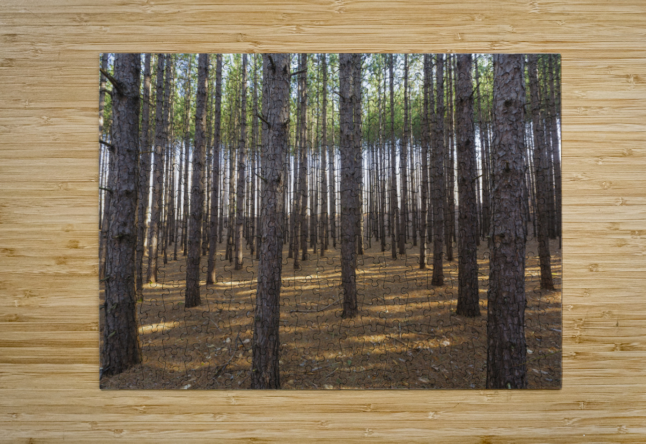 Red Pine Forest - Franconia New Hampshire ScenicNH Photography Puzzle printing