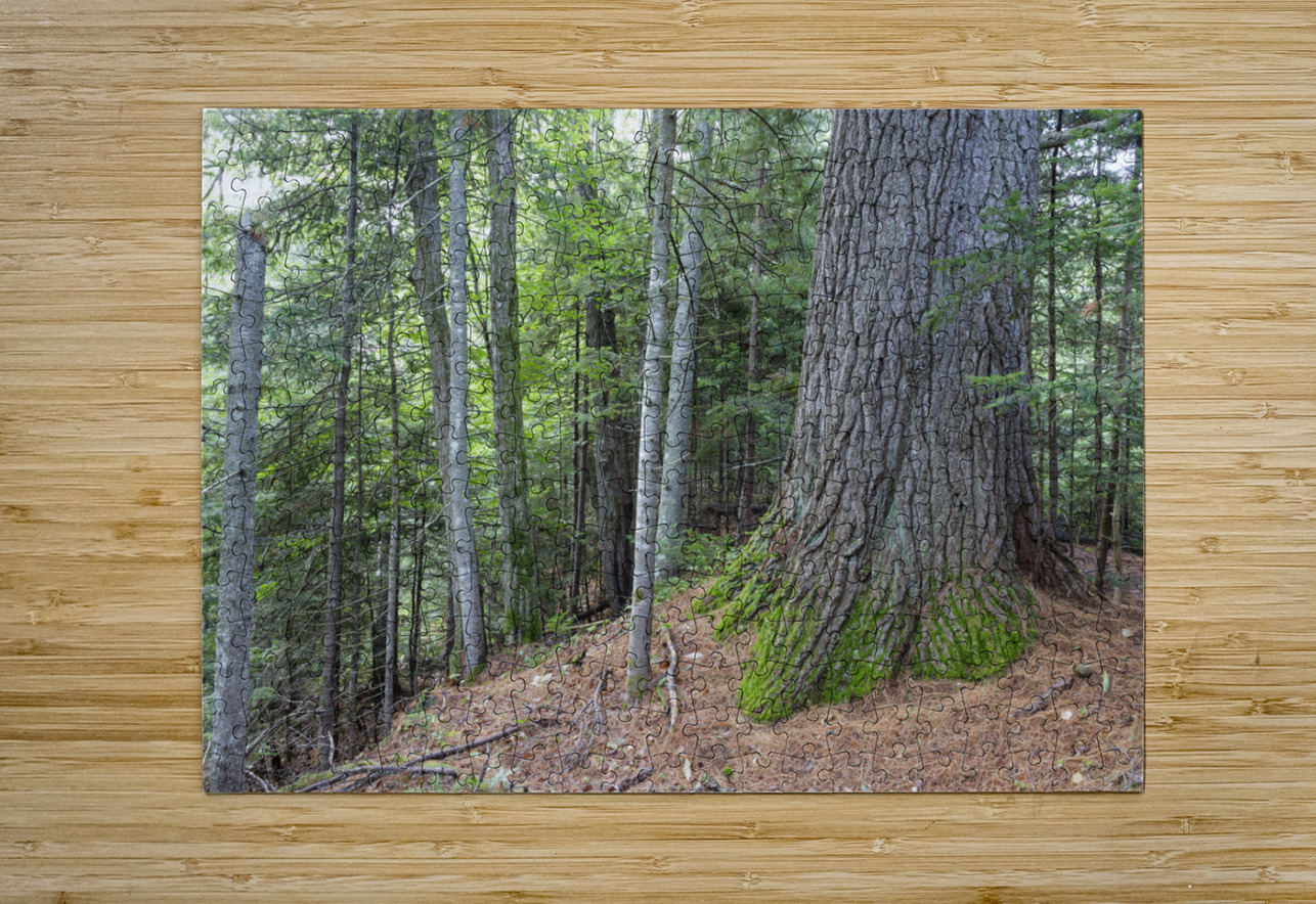 Eastern White Pine - White Mountains New Hampshire ScenicNH Photography Puzzle printing