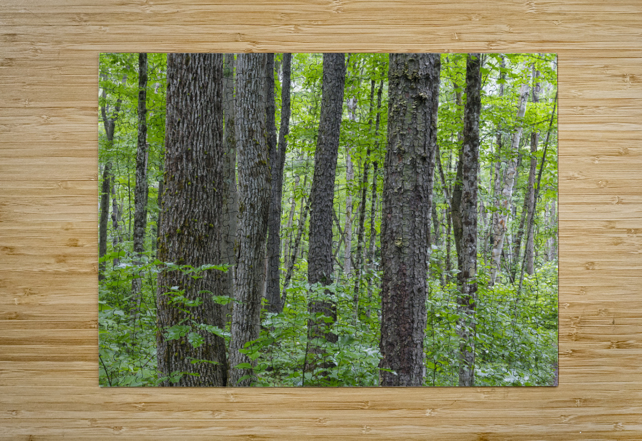 Osseo Trail - White Mountains New Hampshire ScenicNH Photography Puzzle printing