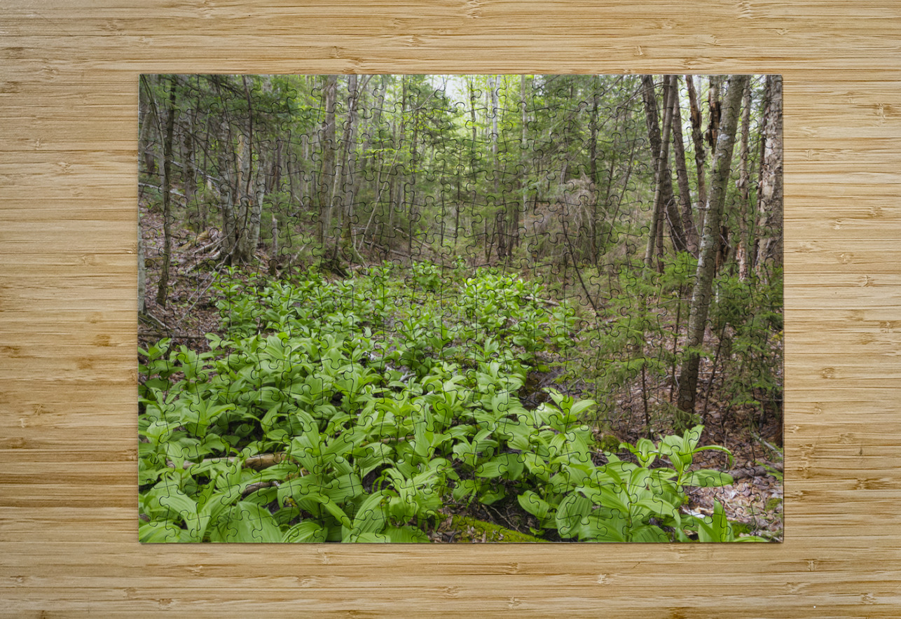 Thoreau Falls Trail - Pemigewasset Wilderness New Hampshire ScenicNH Photography Puzzle printing