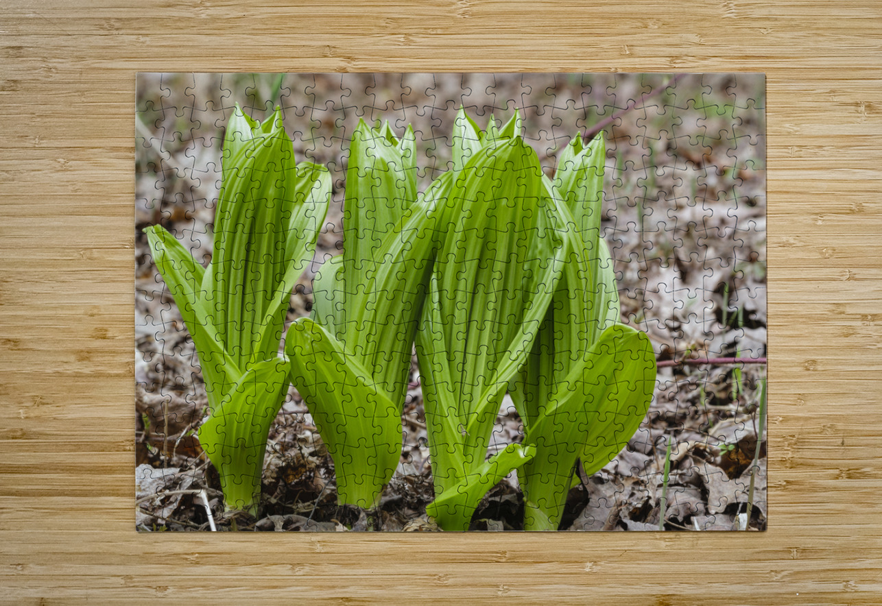 Indian Poke - Veratrum veride ScenicNH Photography Puzzle printing