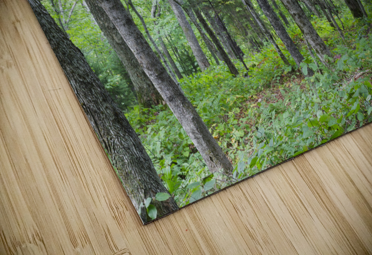 Hardwood Forest - Lafayette Brook Scenic Area New Hampshire ScenicNH Photography Puzzle