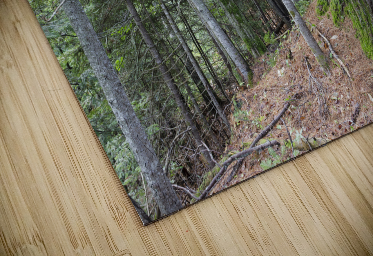 Eastern White Pine - White Mountains New Hampshire ScenicNH Photography Puzzle