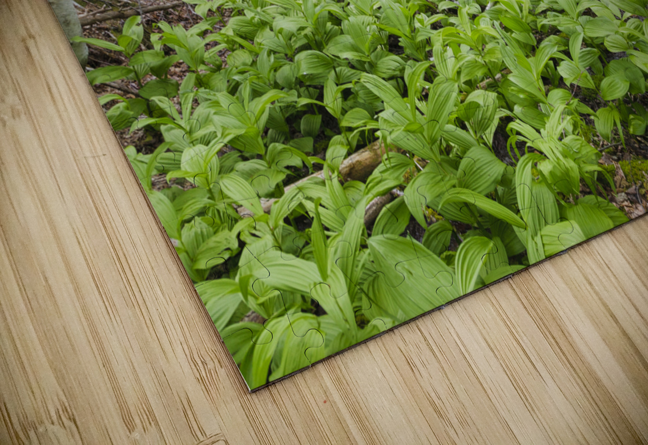Thoreau Falls Trail - Pemigewasset Wilderness New Hampshire ScenicNH Photography Puzzle