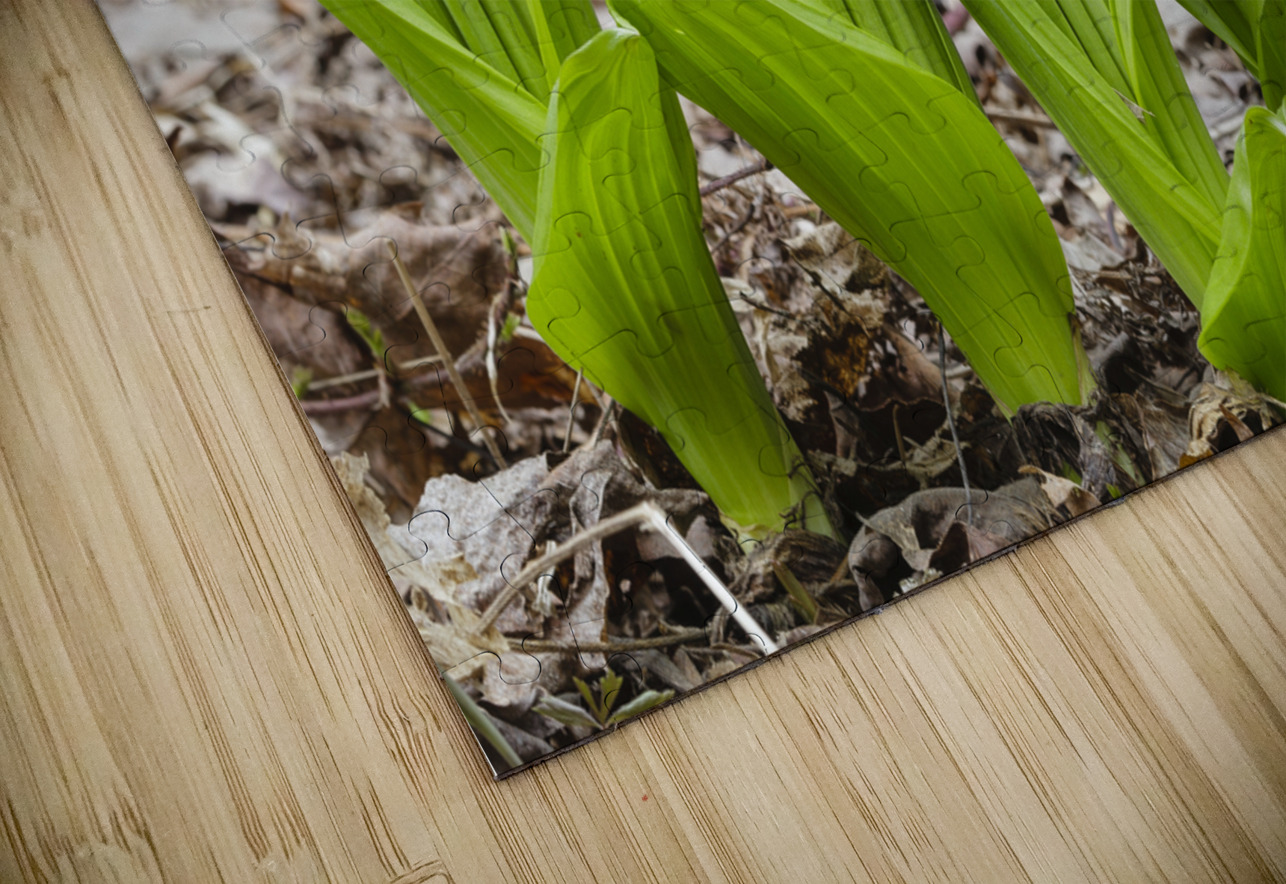 Indian Poke - Veratrum veride ScenicNH Photography Puzzle