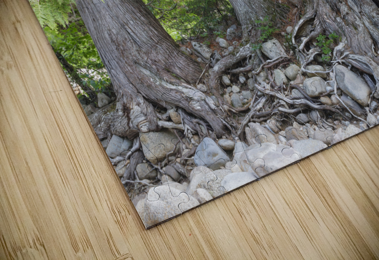 White Cedar Trees - Pemigewasset Wilderness New Hampshire ScenicNH Photography Puzzle