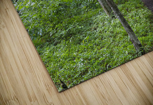 Osseo Trail - White Mountains New Hampshire ScenicNH Photography puzzle