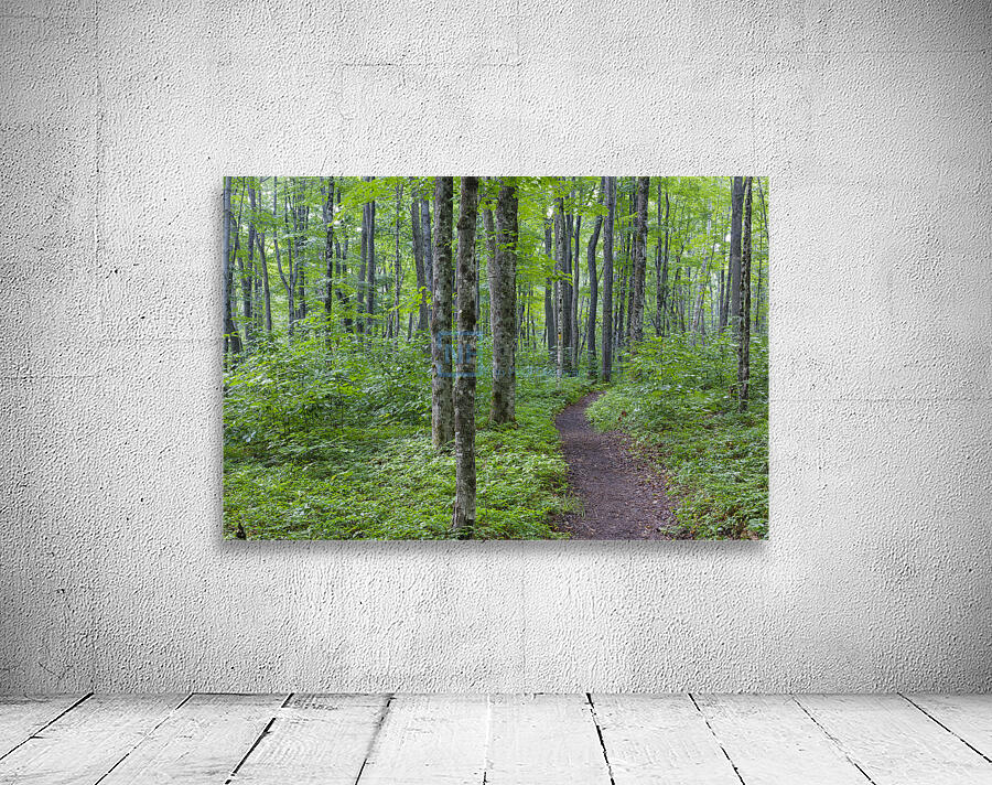 Osseo Trail - White Mountains New Hampshire Wall Preview