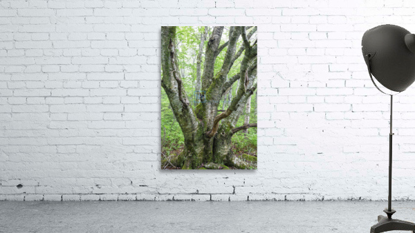 Kinsman Notch - White Mountains New Hampshire Wall Preview