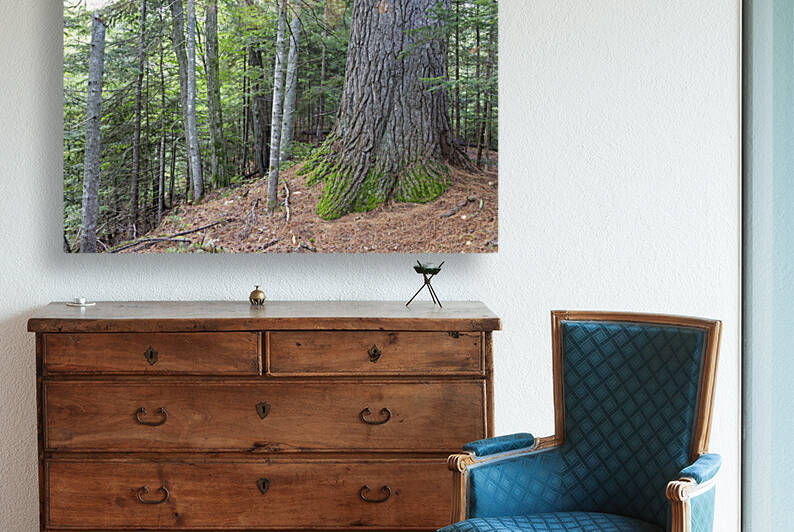 Eastern White Pine - White Mountains New Hampshire by ScenicNH Photography