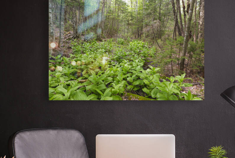Thoreau Falls Trail - Pemigewasset Wilderness New Hampshire by ScenicNH Photography