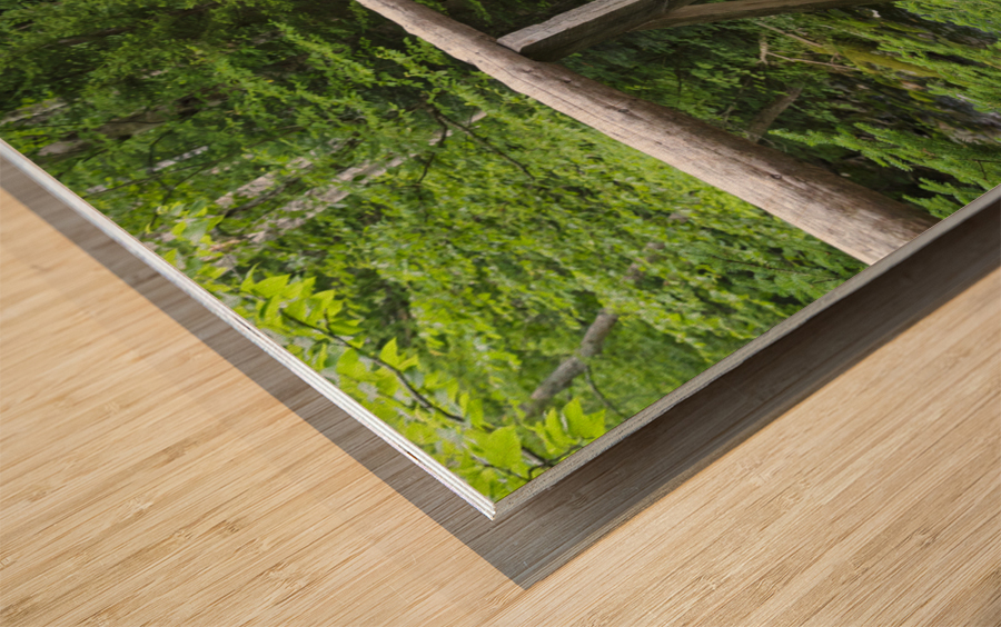 Randolph Path - Low and Burbanks Grant New Hampshire Wood print