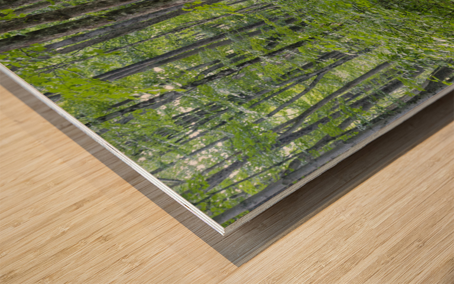 Osseo Trail - White Mountains New Hampshire Wood print