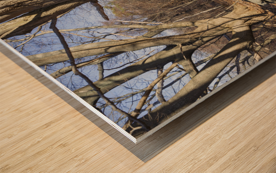 Odiorne Point State Park - Rye New Hampshire Wood print