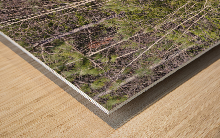 Kancamagus Highway - White Mountains New Hampshire Wood print